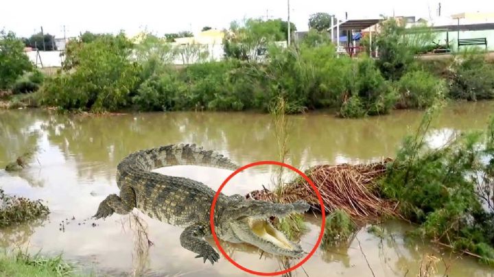 Más cocodrilos han sido hallados en Nuevo Laredo y el Río Bravo