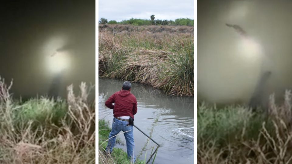 El pequeño cocodrilo será trasladado en cuanto sea capturado.