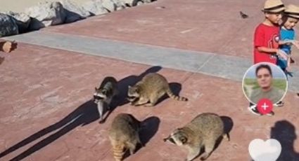 Familia de mapaches 'roban' a una familia en Playa Miramar | VIDEO