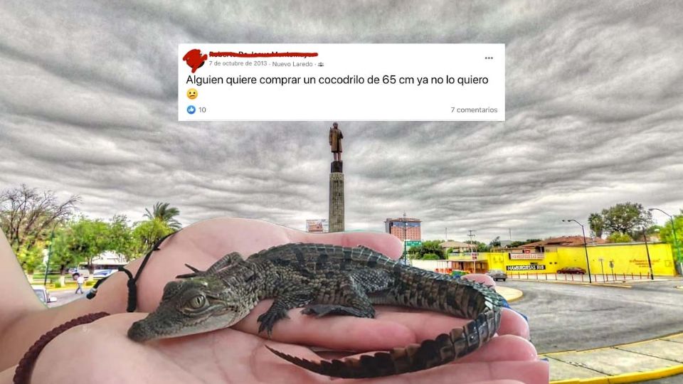 Cocodrilos encontrados en Nuevo Laredo no llegaron solos