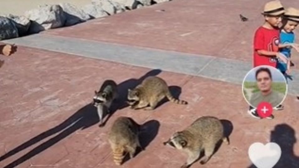 Los mapaches ya son atractivo del turismo en Playa Miramar