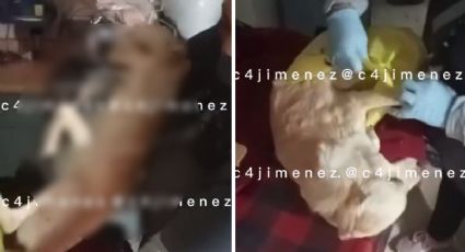 Clausuran supuesto refugio de perros en la CDMX; los dejaban morir  | VIDEO