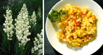 La flor de izote para comer en cuaresma; prepárala con estas sabrosas recetas