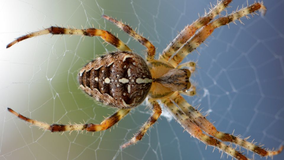 Los animales ponzoñosos salen con las altas temperaturas