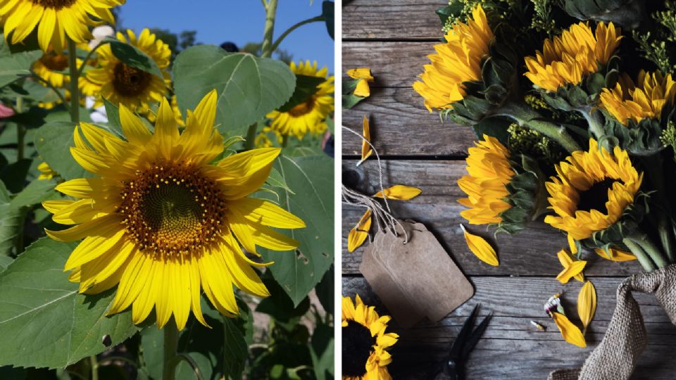 El 21 de marzo es una costumbre regalar flores amarillas gracias a TikTok.