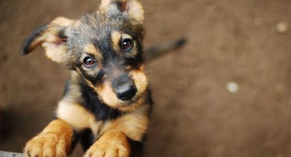 En Nuevo Laredo tienen perritos nueva vida al ser adoptados