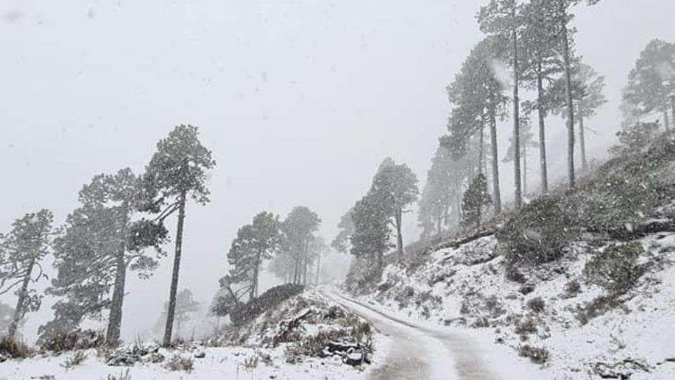 Cae nieve en el Cerro del Potosí, en Galeana