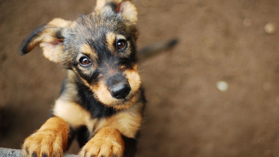 La adopción es gratuita, solo debes darles buen cuidado y amor.