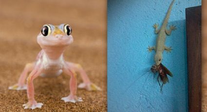 Adopta un Gecko para tu hogar y olvídate de las plagas caseras