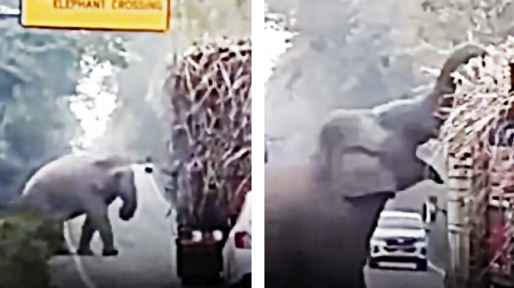 Elefante extorsiona a camioneros; les pide su 'moche' para dejarlos seguir su camino