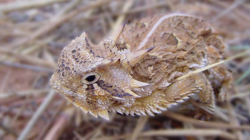 Lagarto cornudo o Phrynosoma cornutum, reptil lleno de 'espinas'