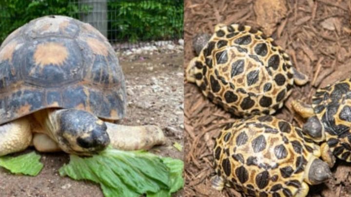 Tortuga en peligro de extinción se convierte en papá a sus 90 años