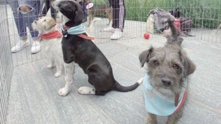 Perritos y gatitos esperan un hogar; mañana campaña para adoptar una mascota