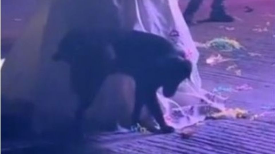 Un perrito entró a la fiesta y orinó el vestido de la quinceañera en pleno vals; enseguida salió corriendo