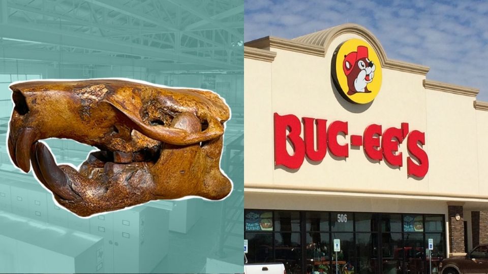 Un fósil encontrado en Texas fue nombrado en honor a la gasolinera Buc-ee's