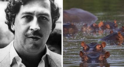 Pablo Escobar: hipopótamos de la Hacienda Nápoles vivirán en México