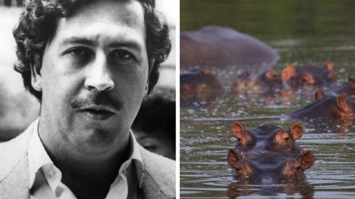 Pablo Escobar: hipopótamos de la Hacienda Nápoles vivirán en México