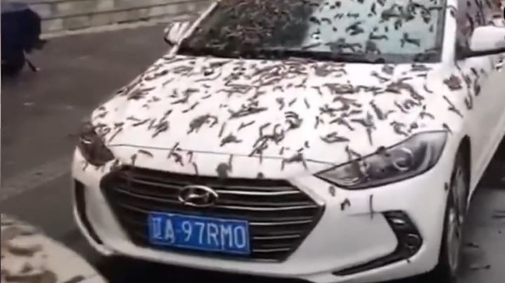 Lluvia de lombrices en China; ¿por qué sucede este fenómeno? | VIDEO
