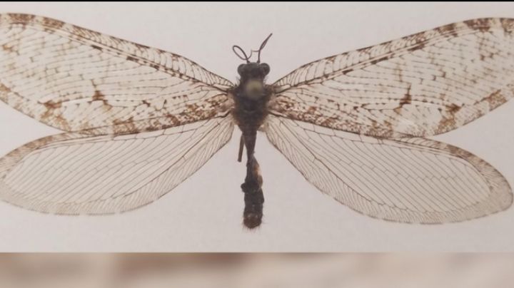 Hallan insecto gigante de la era jurásica, ¡en las puertas de un Walmart!