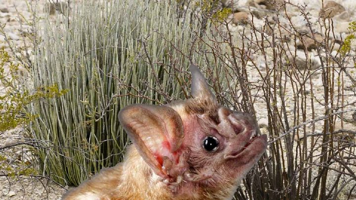 La planta que 'sangra' en el noreste de México: ¿evita la caída del cabello?