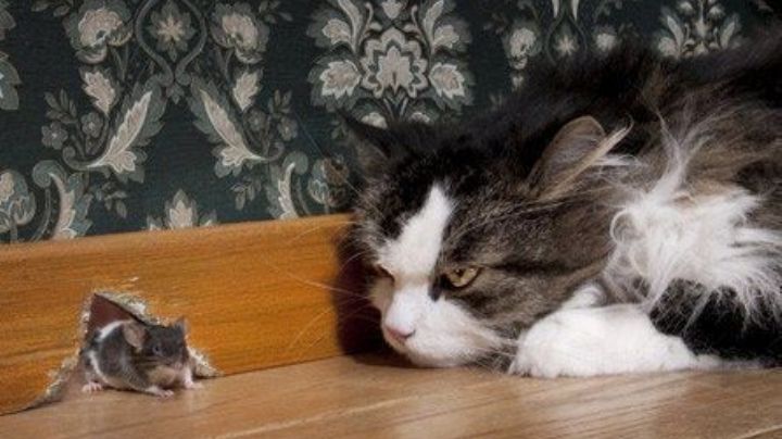 Mascotas: ¿por qué mi gato no caza ratones?