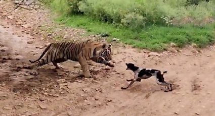 Perro despierta a tigre en safari y sufre terrible ataque | VIDEO