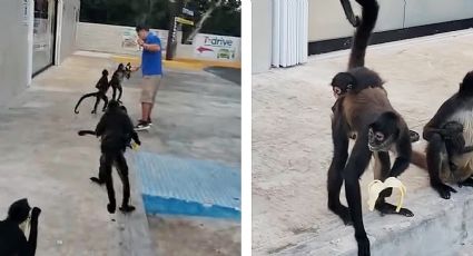 Monos acuden en manada para invadir un 7-eleven en Tulum, Quintana Roo | VIDEO