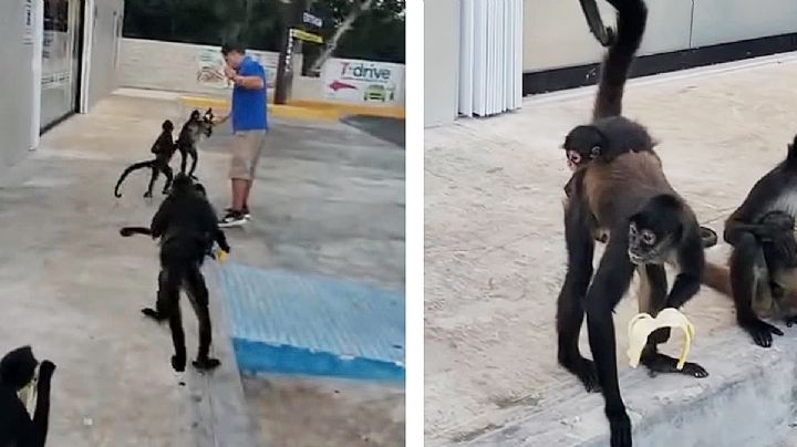 Monos acuden en manada para invadir un 7-eleven en Tulum, Quintana Roo | VIDEO