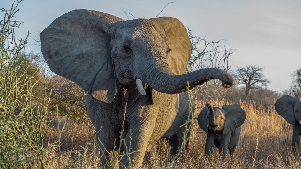 Los elefantes en estado silvestre pueden llegar a ser animales salvajes