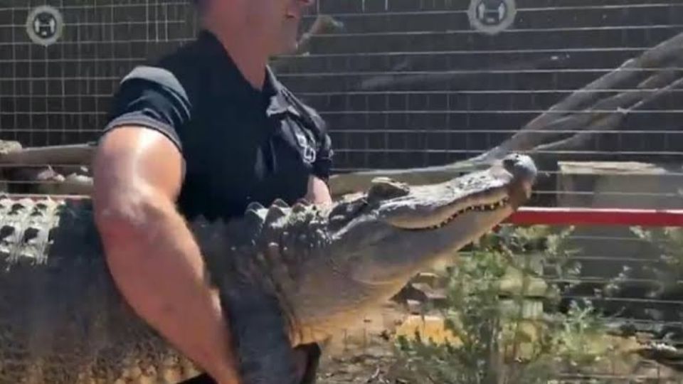 El gran lagarto volvió a su hogar luego de años de haber sido sustraído del entorno donde vivía