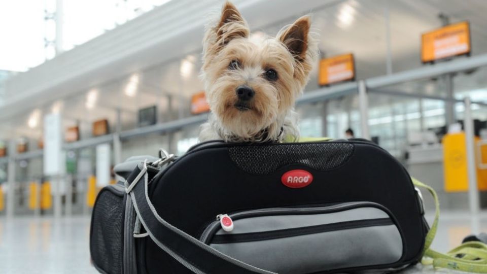 Toma en cuenta cuáles animales pueden viajar contigo en avión