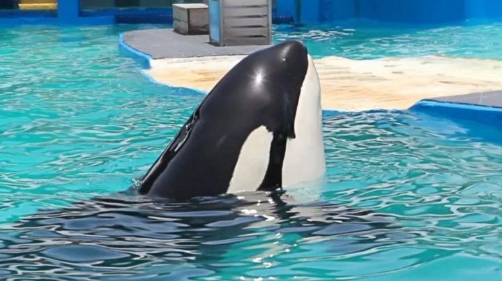 Liberarán de un acuario a una ballena orca de 57 años;  temen le pase lo mismo que a 'Keiko'