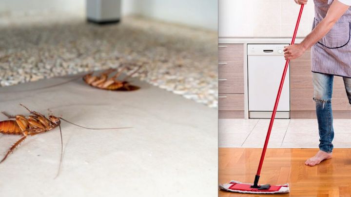 ¿Cómo trapear tu cocina con pepino para eliminar cucarachas?