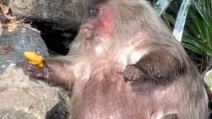 Macaco obeso se vuelve viral; come mango tras mango | VIDEO