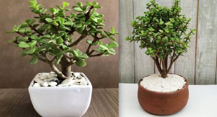 Árbol de la abundancia: ¿para qué sirve y cómo debo cuidarlo?