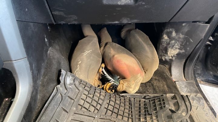 Aseguran 10 gallos en el Puente II; iban cautivos en pantimedias