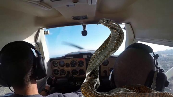 Cobra se le enreda en los pies a piloto en pleno vuelo; estalla el terror en los pasajeros