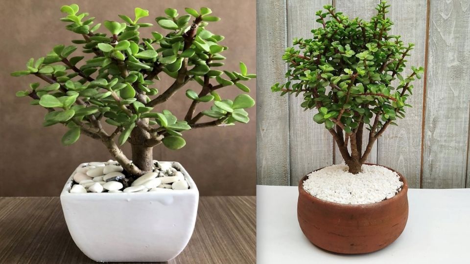 El árbol de la abundancia es de las plantas decorativas más hermosas.