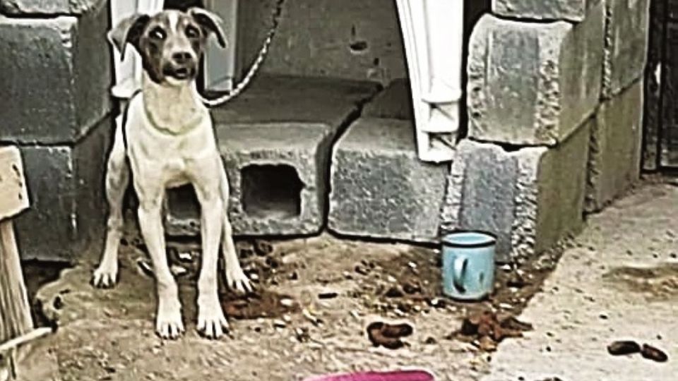 Esta hembra estaba amarrada en un reducido espacio debajo de unas sillas.