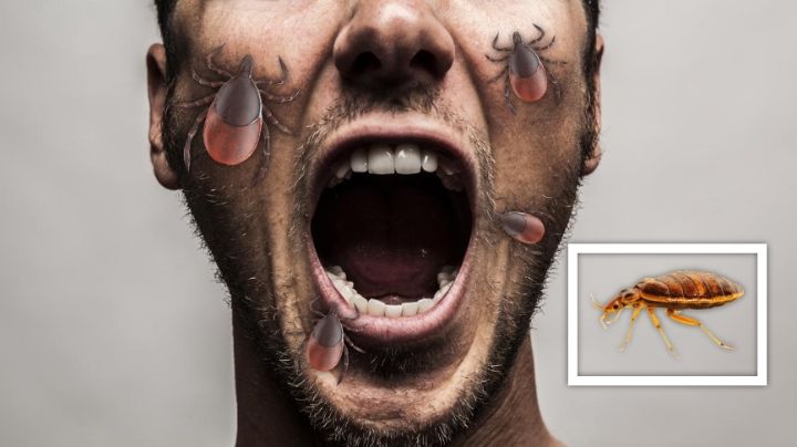 Prisionero muere devorado por chinches en cárcel de Estados Unidos