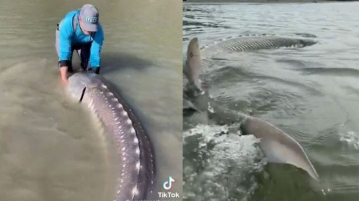 Iban a pescar y encuentran pez esturión de 100 años | VIDEO