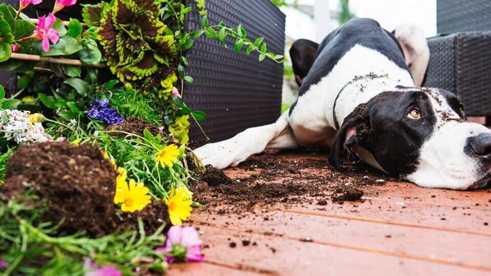 Los perros se divierten con las plantas y la tierra de las macetas, pero generan un caos en el jardín.