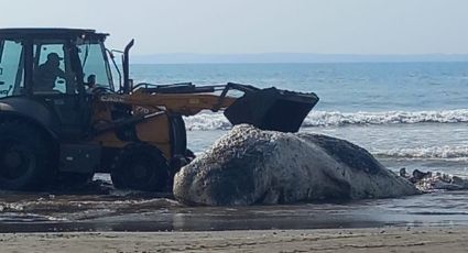 Aparece ballena muerta en Veracruz; turistas están preocupados | FOTOS Y VIDEOS