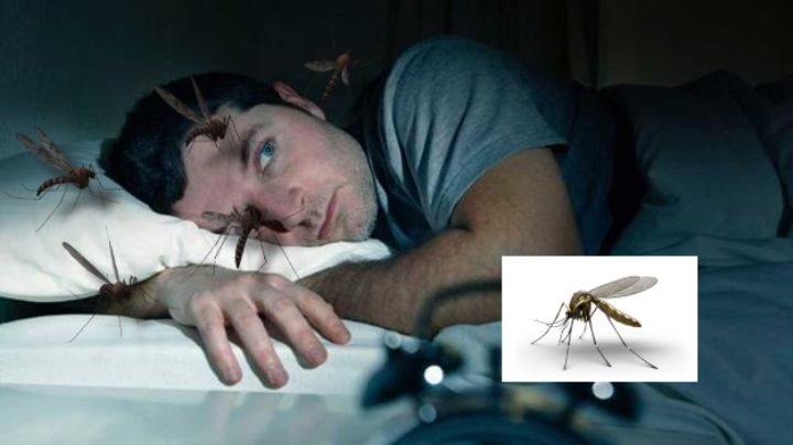 ¿Por qué los mosquitos vuelan cerca de tu oreja por las noches?