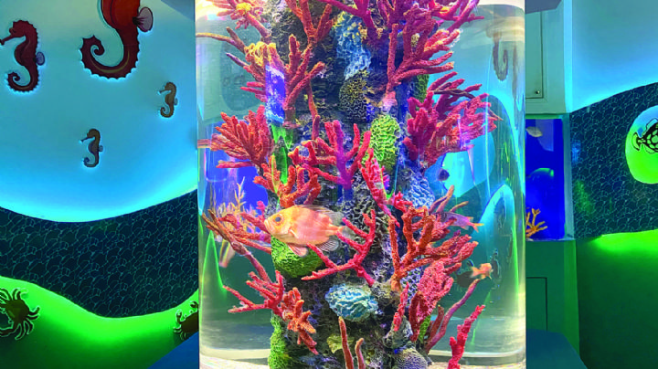 Invitan zoo y acuario a las visitas guiadas; hay 70 especies