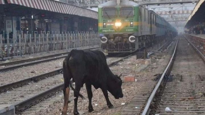 Hombre muere aplastado por una vaca que "cayó del cielo" al ser arrollada por el tren