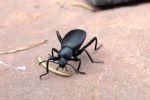 El pinacate, insecto de temporada no deseado por su olor | VIDEO