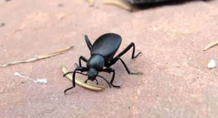 El pinacate, insecto de temporada no deseado por su olor | VIDEO