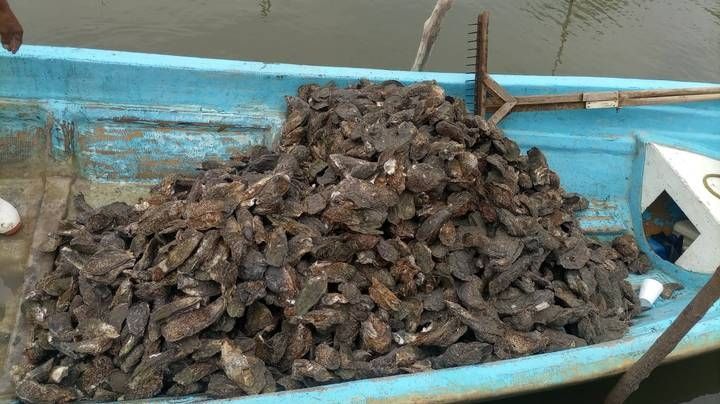 Extraen ostión gigante en Tampico Alto; ¡pesa casi dos kilos! | FOTO