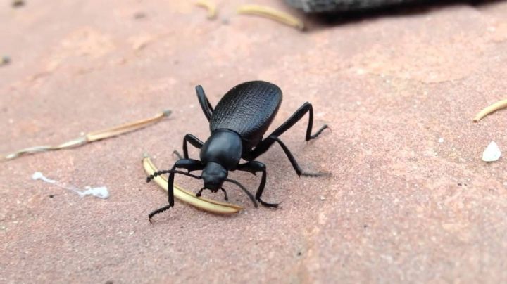 El pinacate, insecto de temporada no deseado por su olor | VIDEO